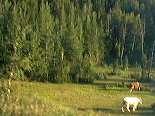 Canadian cows