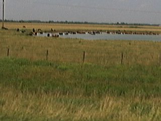 thats a lot of cows