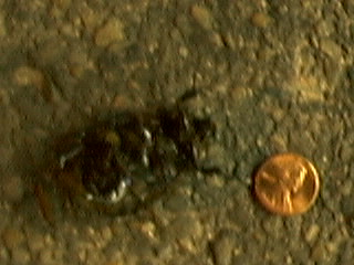 A big dead bug