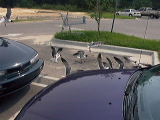 Parking lot birds